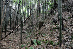 �x�͊ۏ�{�ۉ��̐؊�