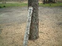 ����\���Ղł����ϑT��