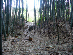 溝口城の虎口跡か?