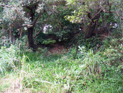 �ٓV�R���̓y�ېՂ��H