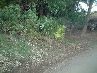 �X��_�З���̓y�ۂƖx�ՁH