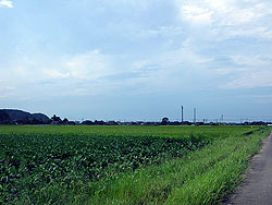 �ޏꐮ���ł���������ł��Ă��܂�����̓y�͐�