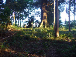 �T�R��Ղ炵���ł��B