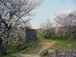 桜と石垣はよくあいますね。