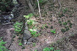 武田氏館中曲輪北側の堀底に残る石垣